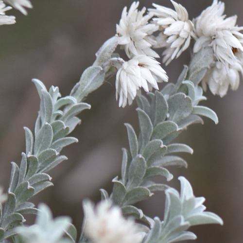 Achyranthemum argenteum (Achyranthemum argenteum)