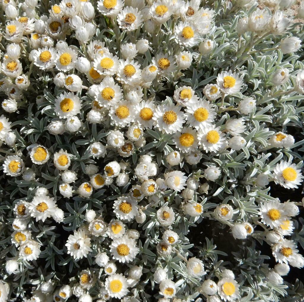 Achyranthemum argenteum (Achyranthemum argenteum)