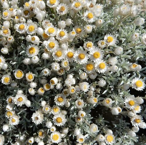 Achyranthemum argenteum (Achyranthemum argenteum)