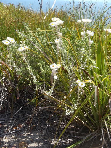 Achyranthemum argenteum (Achyranthemum argenteum)