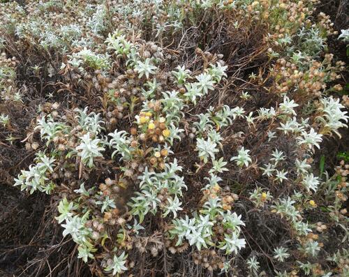 Achyranthemum argenteum (Achyranthemum argenteum)