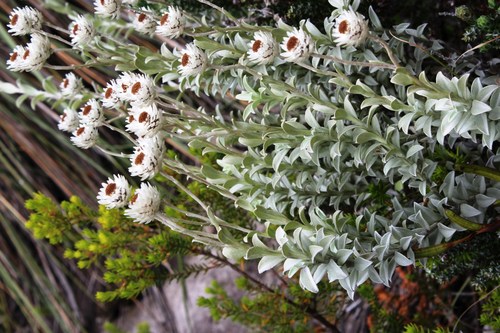 Achyranthemum argenteum (Achyranthemum argenteum)