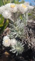 Achyranthemum argenteum (Achyranthemum argenteum)