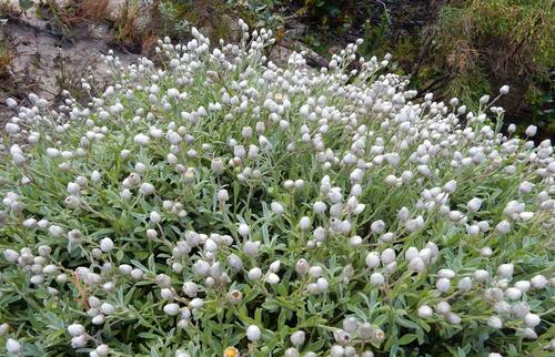 Achyranthemum argenteum (Achyranthemum argenteum)