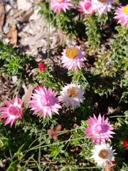 Achyranthemum recurvatum (Achyranthemum recurvatum)