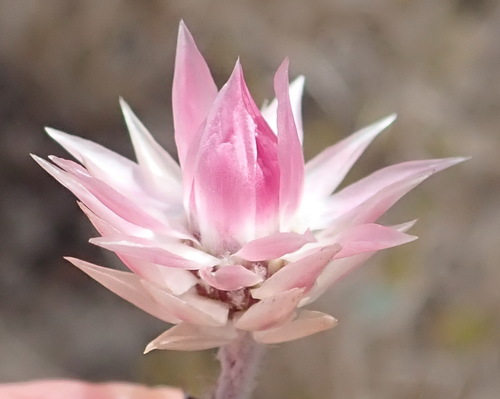 Achyranthemum recurvatum (Achyranthemum recurvatum)