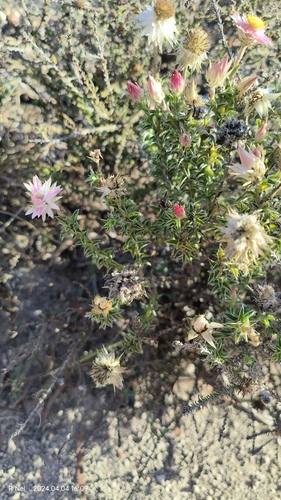 Achyranthemum recurvatum (Achyranthemum recurvatum)