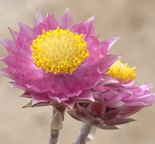 Achyranthemum recurvatum (Achyranthemum recurvatum)