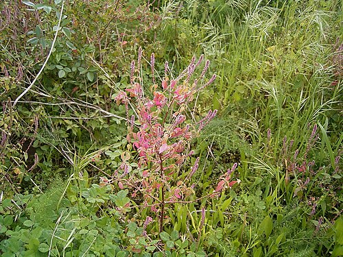 Devil's horsewhip: Achyranthes aspera growing in San Andrés y Sauces , La Palma , Canary Islands