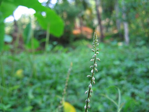 Devil's horsewhip: Achyranthes aspera