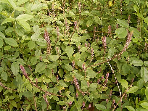 Devil's horsewhip: Achyranthes aspera growing in Puntallana , La Palma , Canary Islands