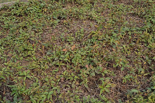 Devil's horsewhip: Photographs at The Agri-Horticultural Society of India, Alipore in Kolkata.Definitely not Achyranthes aspera.