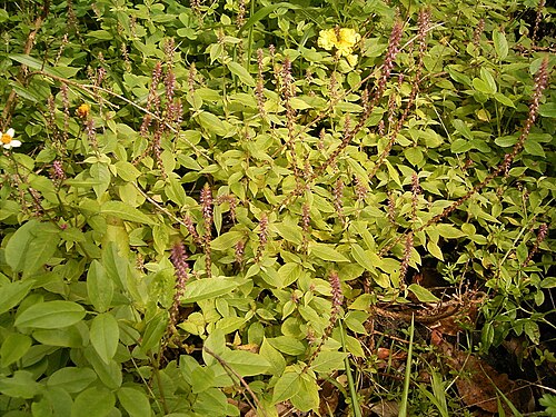 Devil's horsewhip: Achyranthes aspera growing in Puntallana , La Palma , Canary Islands