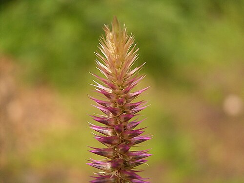 Devil's horsewhip: Achyranthes aspera growing in Puntallana , La Palma , Canary Islands
