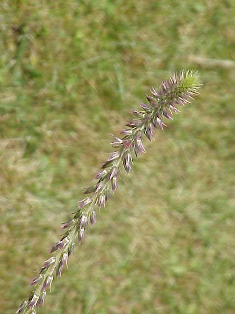 Devil's horsewhip (Achyranthes aspera)