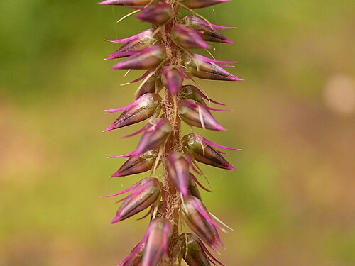 Devil's horsewhip: Achyranthes aspera growing in Puntallana , La Palma , Canary Islands
