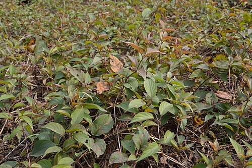 Devil's horsewhip: Photographs at The Agri-Horticultural Society of India, Alipore in Kolkata.Definitely not Achyranthes aspera.