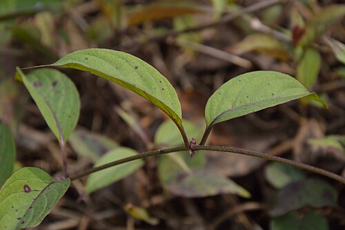 Devil's horsewhip: Photographs at The Agri-Horticultural Society of India, Alipore in Kolkata. Definitely not Achyranthes aspera.