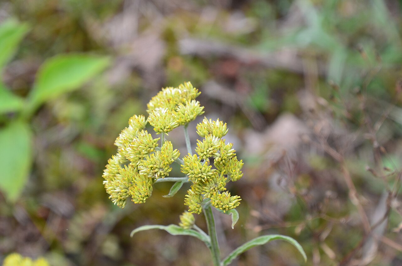Achyrocline alata: Achyrocline alata in Argentina