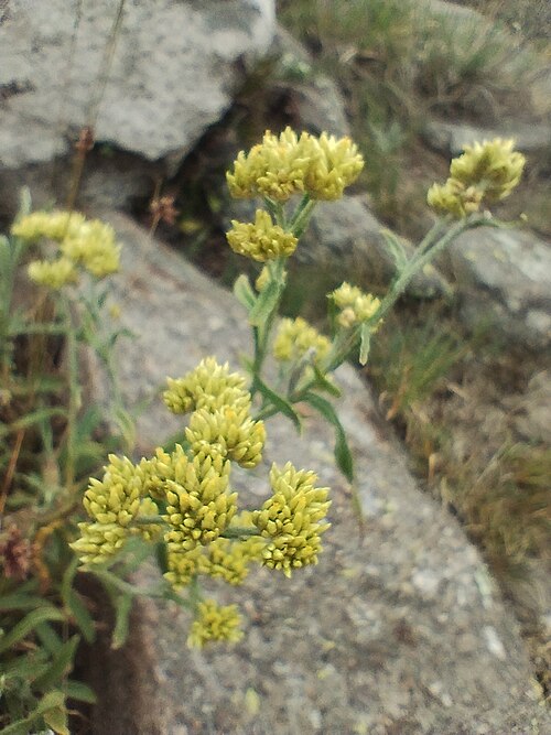 Achyrocline alata: Achyrocline alata in Argentina