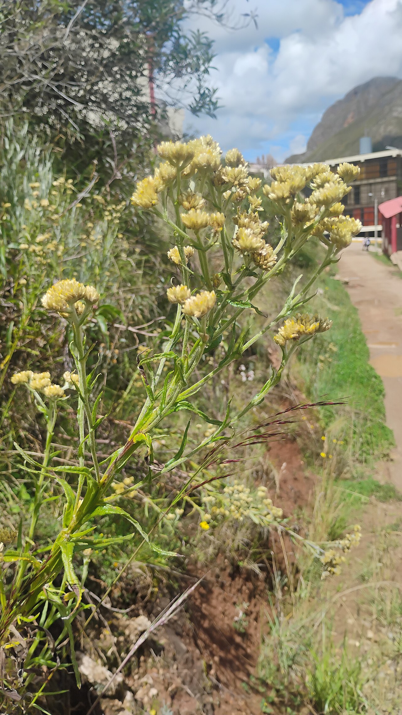 Achyrocline alata: Plantas en la Universidad Nacional de Huancavelica, Achyrocline alata