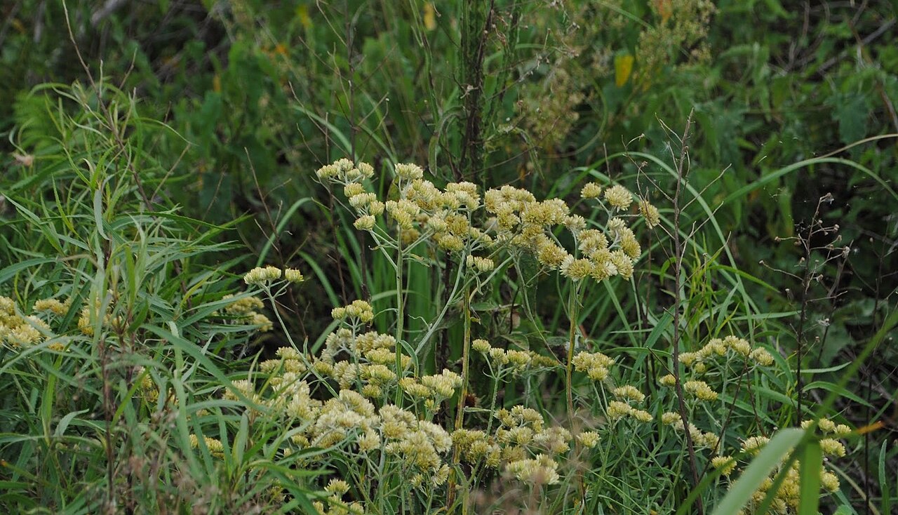 Achyrocline alata: Achyrocline alata . Asteraceae. Fotos tomadas en bañado al margen de la Ruta Interbalnearia en Colinas de Solymar, departamento de Canelones, Uruguay.
