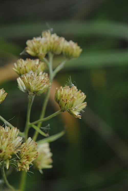 Achyrocline alata: Achyrocline alata . Asteraceae. Fotos tomadas en bañado al margen de la Ruta Interbalnearia en Colinas de Solymar, departamento de Canelones, Uruguay.
