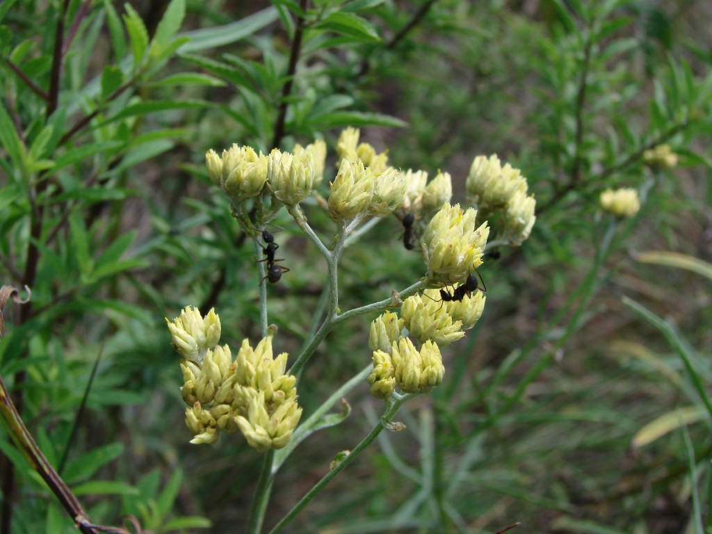 Achyrocline alata: Achyrocline alata - ASTERACEAE Chapada Imperial - Distrito Federal - Brasil.