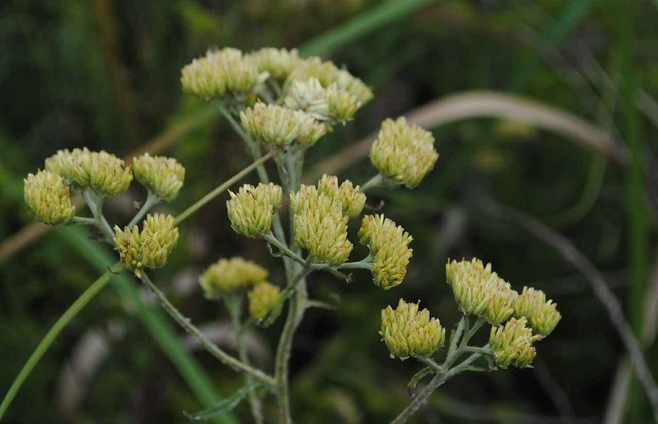 Achyrocline alata: Achyrocline alata . Asteraceae. Fotos tomadas en bañado al margen de la Ruta Interbalnearia en Colinas de Solymar, departamento de Canelones, Uruguay.