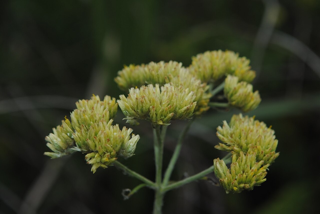 Achyrocline alata: Achyrocline alata . Asteraceae. Fotos tomadas en bañado al margen de la Ruta Interbalnearia en Colinas de Solymar, departamento de Canelones, Uruguay.