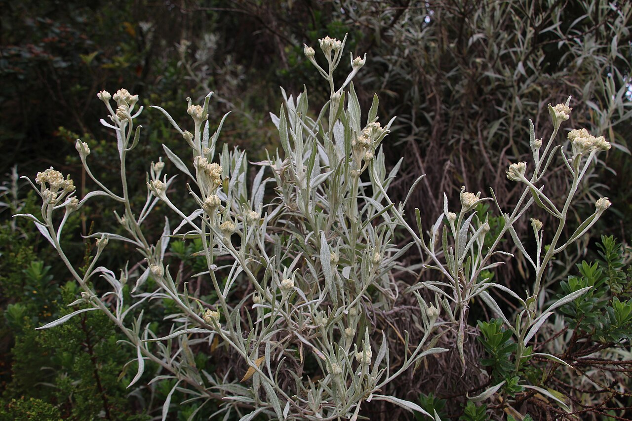Achyrocline bogotensis: Achyrocline bogotensis en el páramo de Cruz Verde