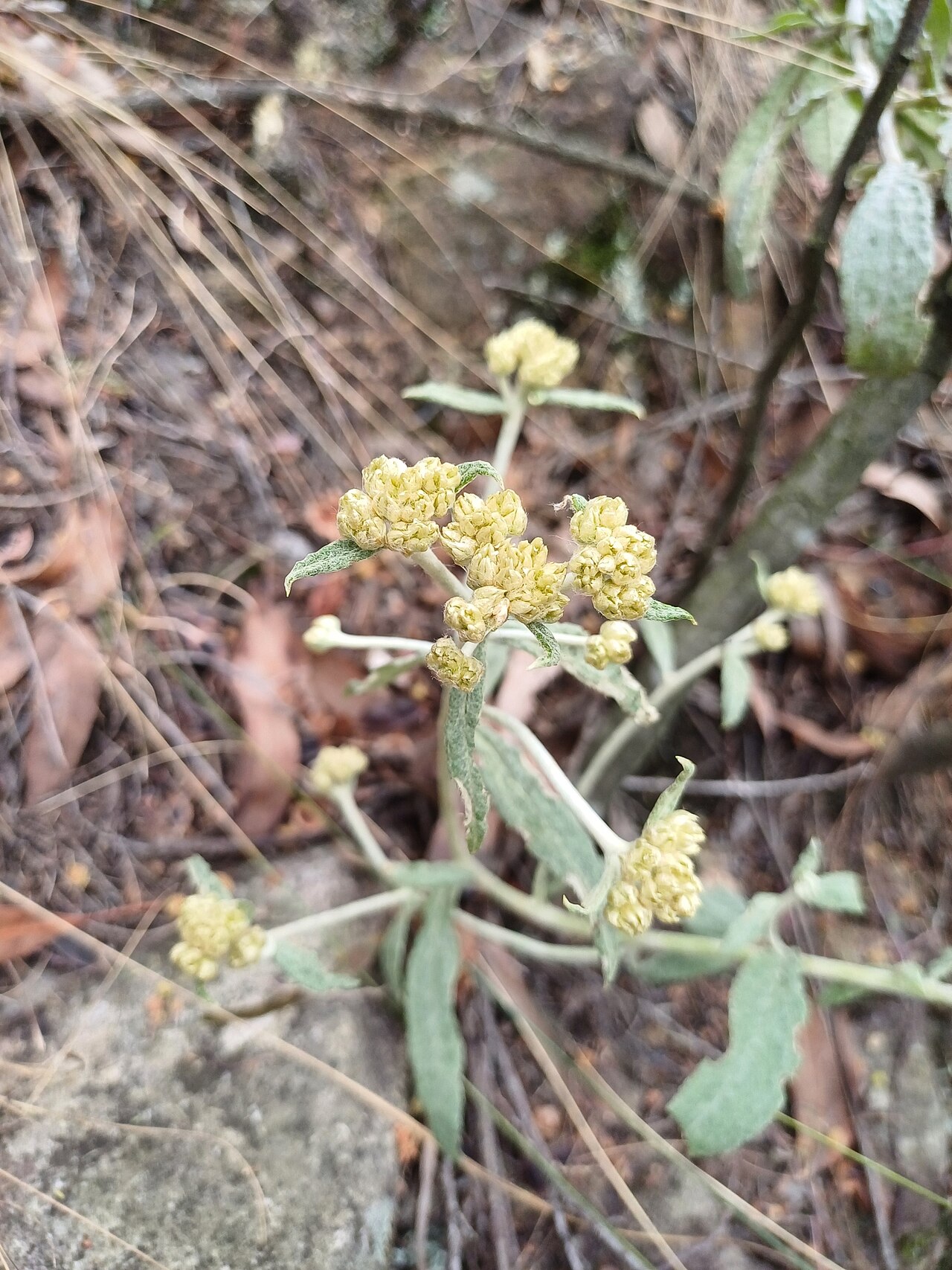 Achyrocline bogotensis: Achyrocline bogotensis in Colombia