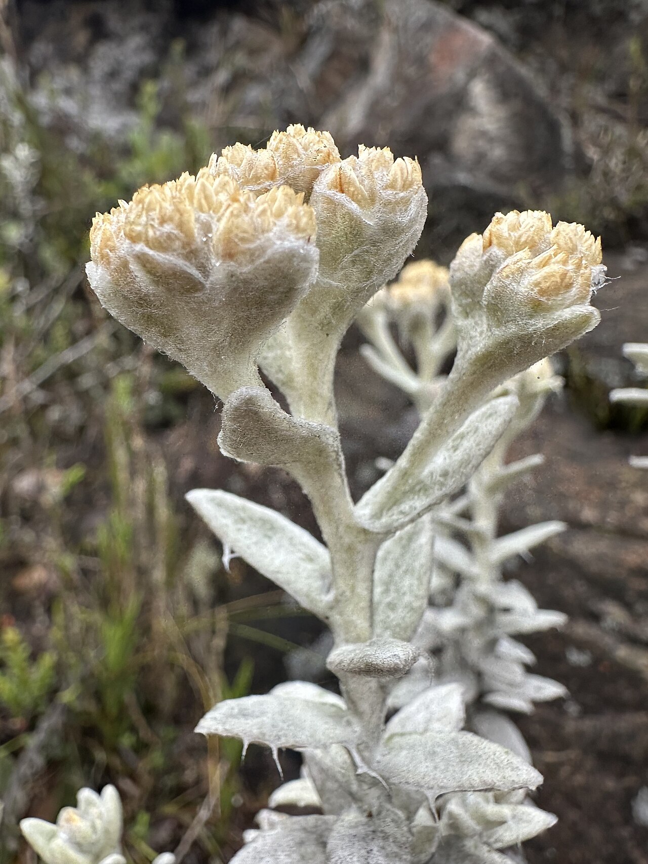 Achyrocline crassiceps: Achyrocline crassiceps in Colombia