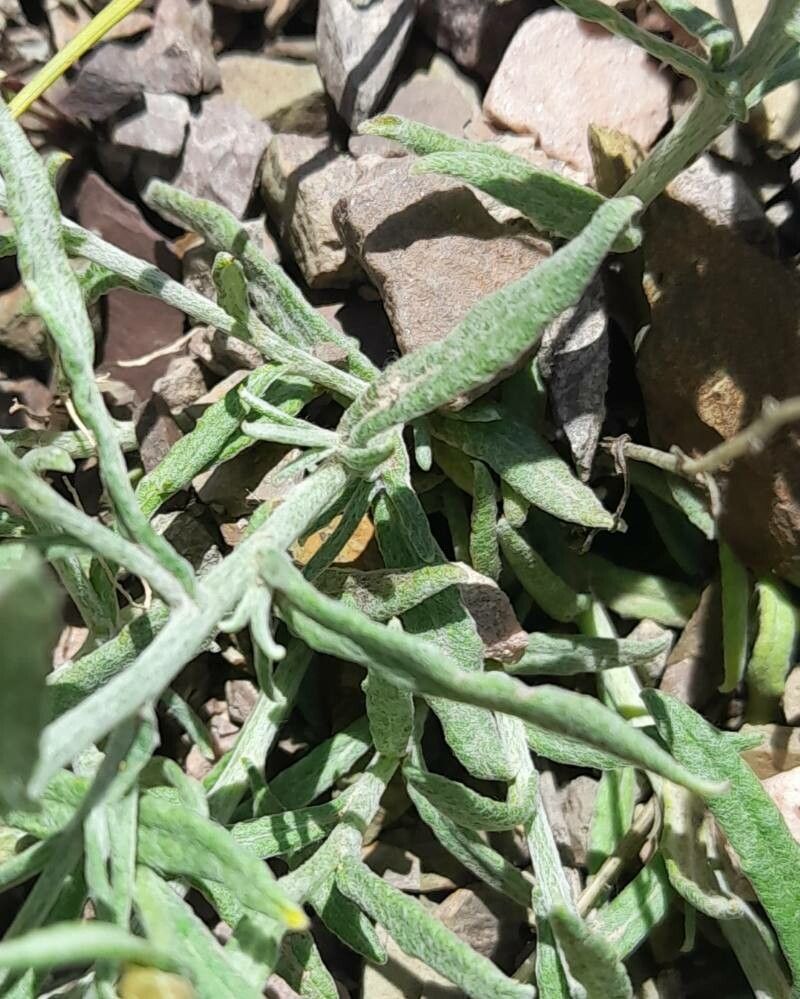 Achyrocline ramosissima (Achyrocline ramosissima)