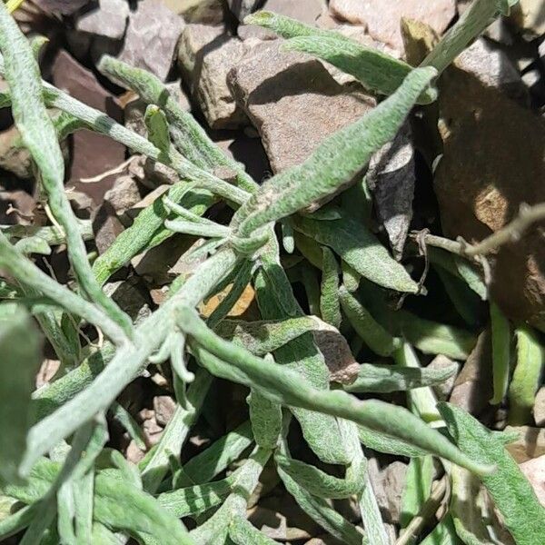 Achyrocline ramosissima (Achyrocline ramosissima)