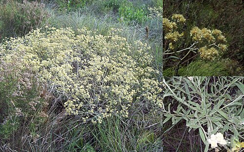 Achyrocline satureioides: Achyrocline satureioides . Fotos tomadas al margen de la Ruta 55 en Palmar, departamento de Soriano, Uruguay.