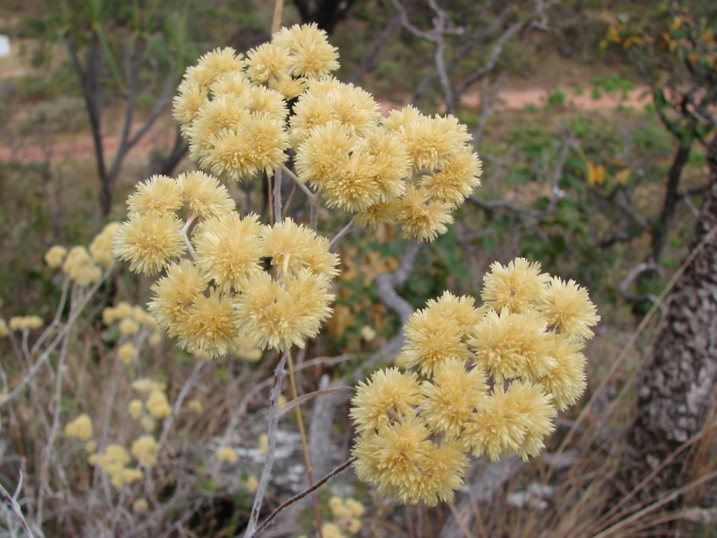 Achyrocline satureioides: Achyrocline satureioides - ASTERACEAE Parque Estadual da Serra dos Pirineus - Pirenópolis - Goiás - Brasil.