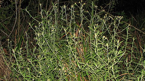 Achyrocline satureioides: Achyrocline saturejoides (Lam.) DC.