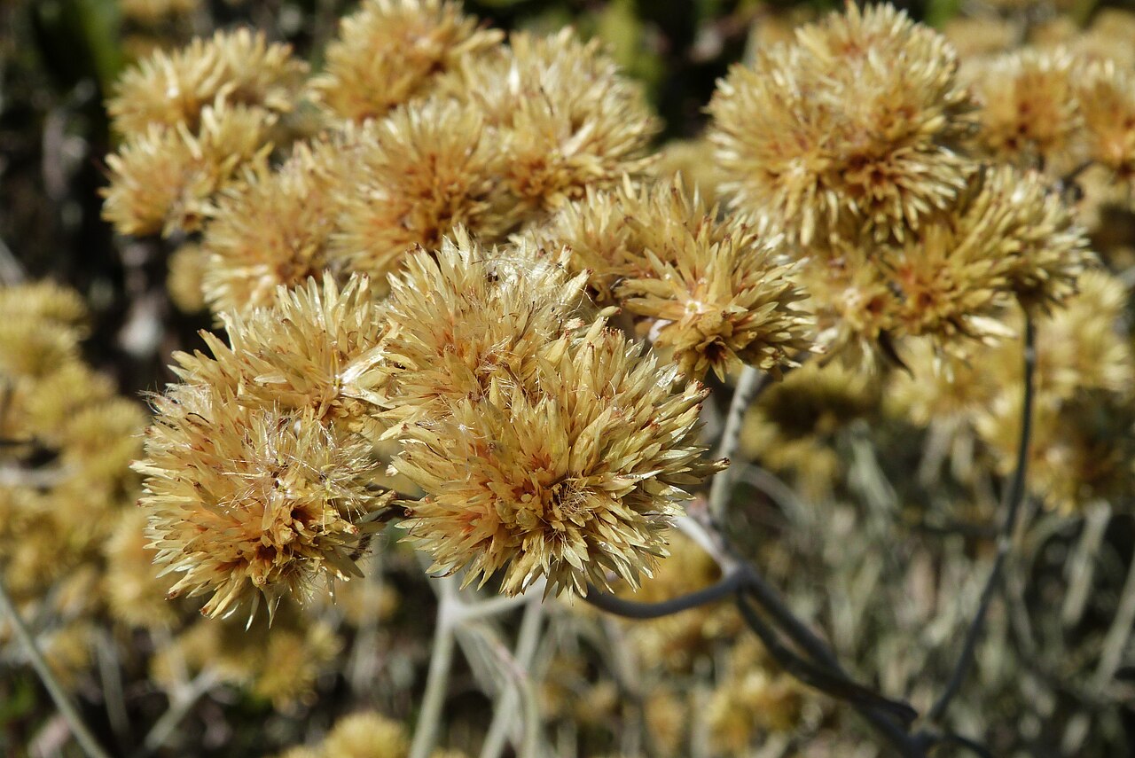 Achyrocline satureioides: Foto tirada em Entre Rios - MG