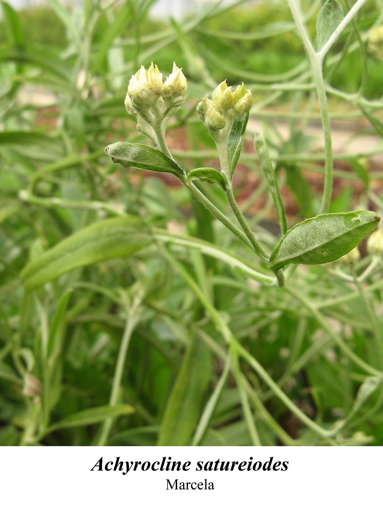 Achyrocline satureioides: planta medicinal