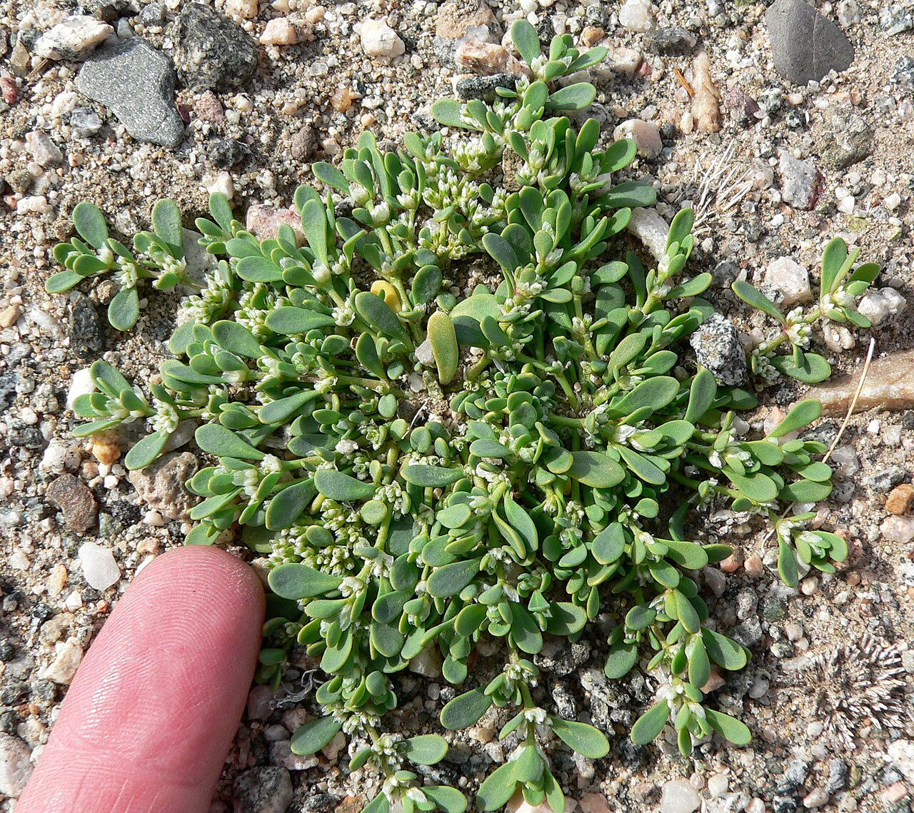 Onyxflower: Achyronychia cooperi near the Salt Spring Hills at the southern end of Death Valley, California