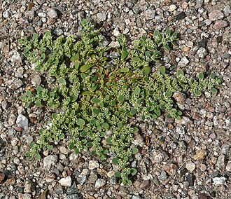 Onyxflower: Achyronychia cooperi near route 190 between Willow Creek and Ashford Junction, Death Valley National Park
