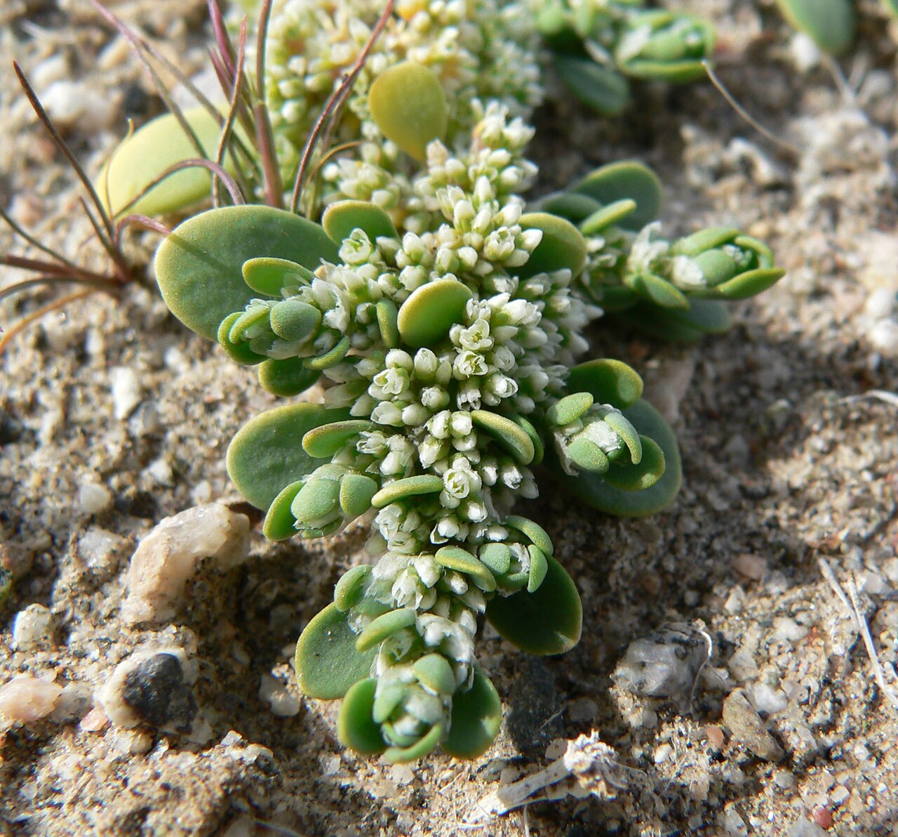 Onyxflower: Achyronychia cooperi near the Salt Spring Hills at the southern end of Death Valley, California