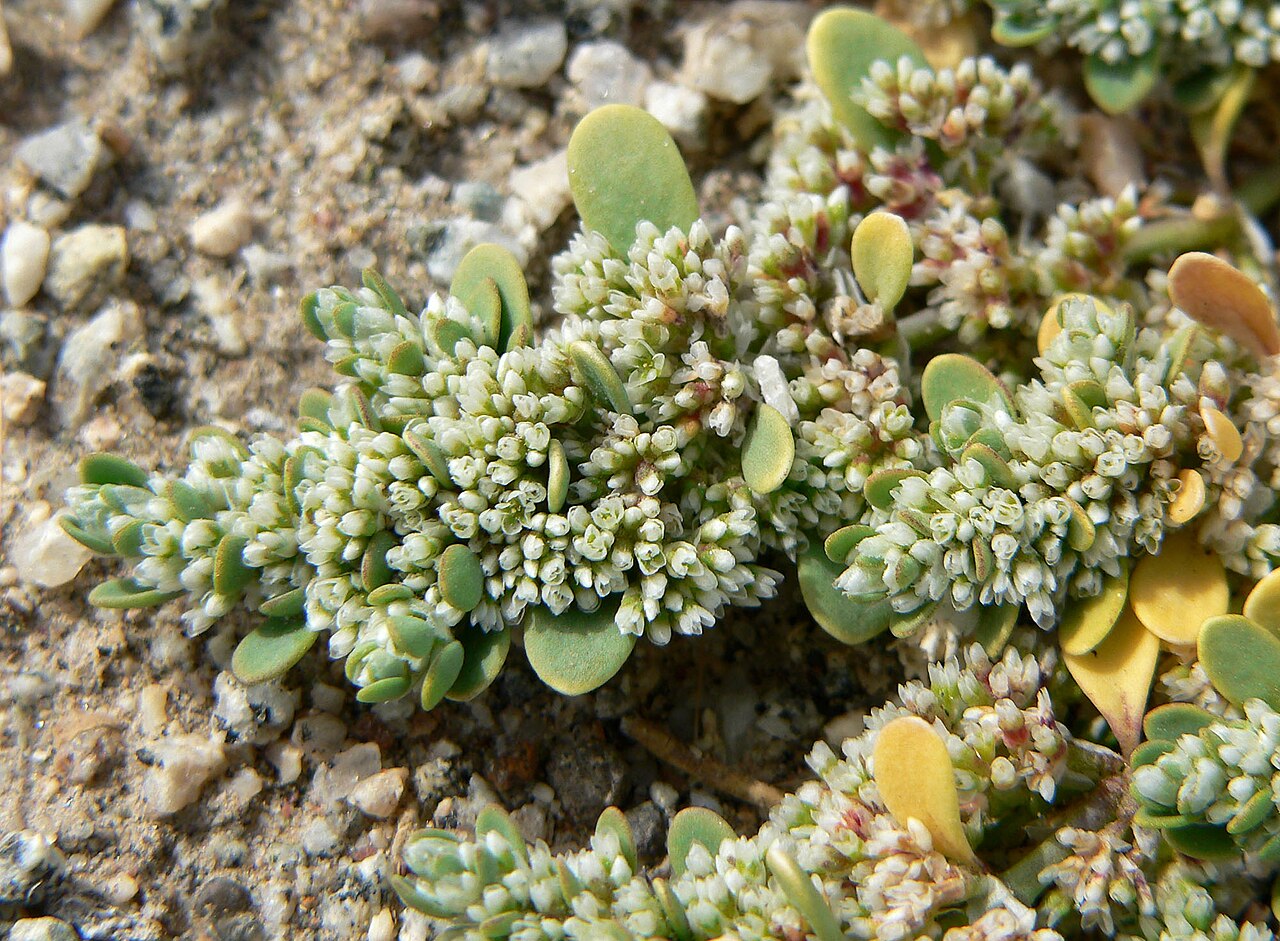 Onyxflower: Achyronychia cooperi near the Salt Spring Hills at the southern end of Death Valley, California