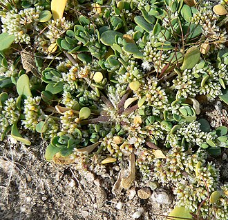 Onyxflower: Achyronychia cooperi near the Salt Spring Hills at the southern end of Death Valley, California