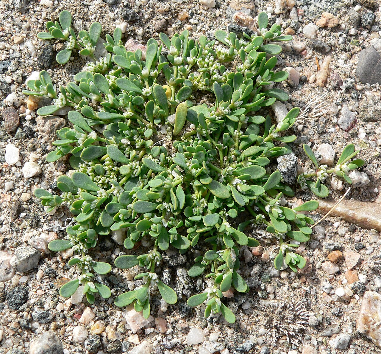 Onyxflower: Achyronychia cooperi near the Salt Spring Hills at the southern end of Death Valley, California