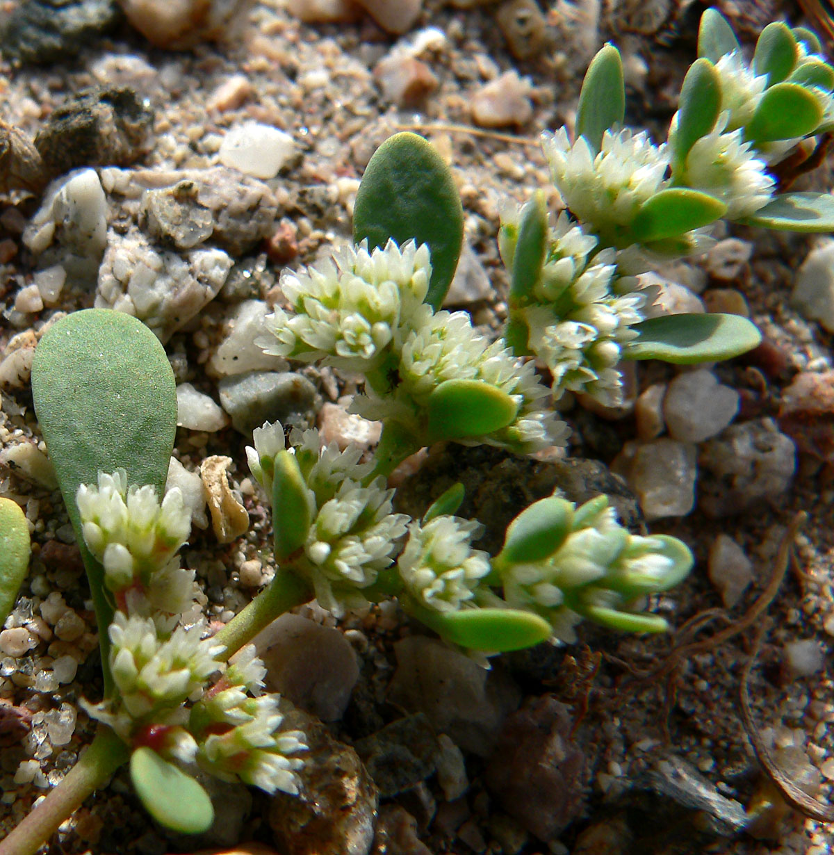Onyxflower: Achyronychia cooperi near route 190 between Willow Creek and Ashford Junction, Death Valley National Park