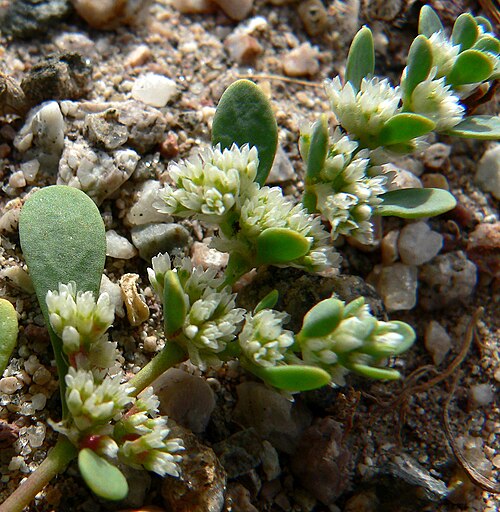 Onyxflower: Achyronychia cooperi near route 190 between Willow Creek and Ashford Junction, Death Valley National Park