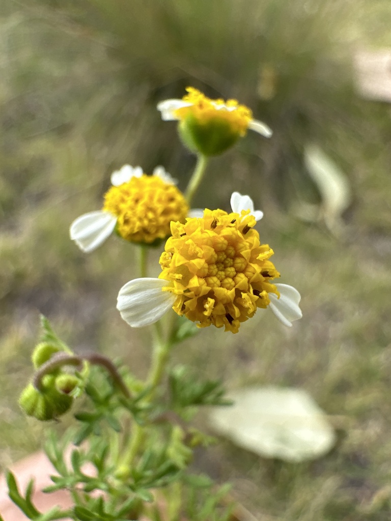 Achyropappus anthemoides (Achyropappus anthemoides)