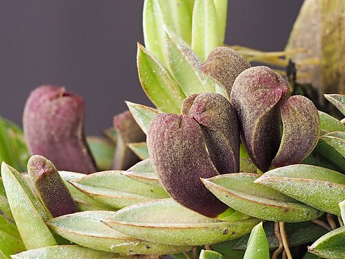 Acianthera asaroides: Acianthera asaroides